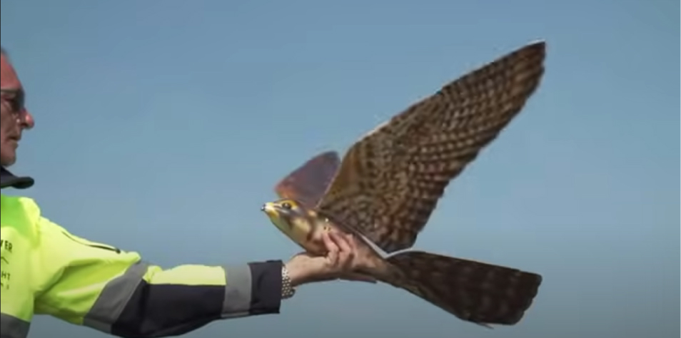 Aerium Analytics | Drone Technology Solutions - RoBird® (Wildlife Management)